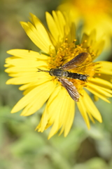 Lepidophora lepidocera