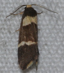 Thallarcha phalarota