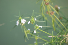 Leucas lavandulifolia
