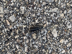 Epicauta cinerea-group