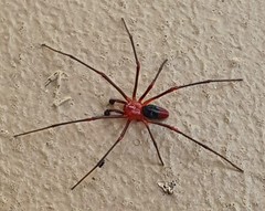 Dimidamus dimidiatus