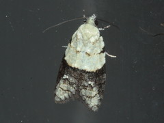 Tracholena sulfurosa