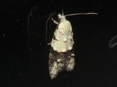 Tracholena sulfurosa