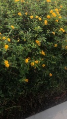 Lantana