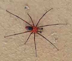 Dimidamus dimidiatus