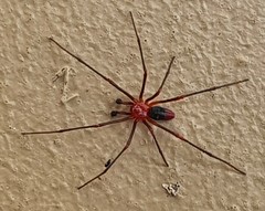 Dimidamus dimidiatus