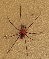 Dimidamus dimidiatus