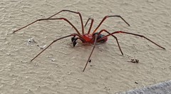 Dimidamus dimidiatus