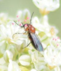 Dilophus occipitalis