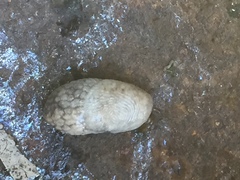 Deroceras reticulatum