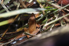Indosylvirana nicobariensis