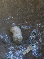 Deroceras reticulatum