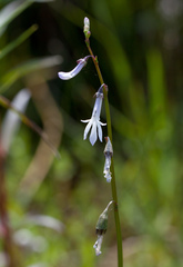 Lobelia dortmanna