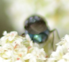 Compsomyiops callipes