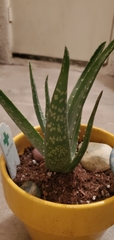 Aloe