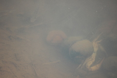 Parathelphusa convexa