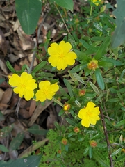 Hibbertia bracteata
