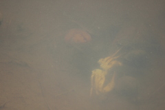 Parathelphusa convexa