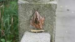 Clanis bilineata