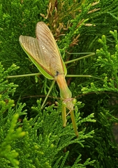 Tenodera sinensis