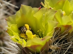 Cylindropuntia ganderi