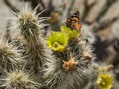 Cylindropuntia ganderi