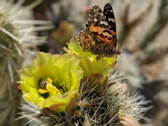 Cylindropuntia ganderi