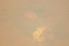 Parathelphusa convexa