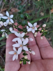 Philotheca hispidula