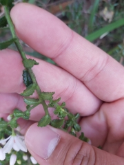 Philotheca hispidula