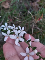 Philotheca hispidula