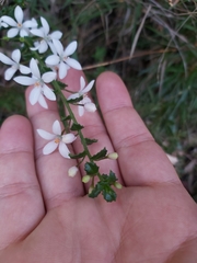 Philotheca hispidula