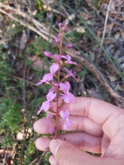 Stylidium productum
