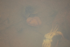 Parathelphusa convexa