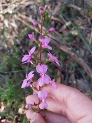 Stylidium productum