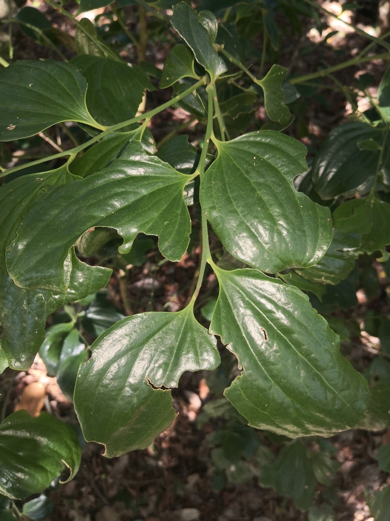 Broad Leaved Native Cherry from New Brighton NSW 2483, Australia on ...