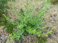 Senecio subcanescens