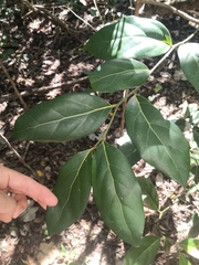 Cryptocarya foetida