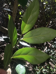 Cryptocarya foetida