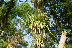 Aechmea mariae-reginae
