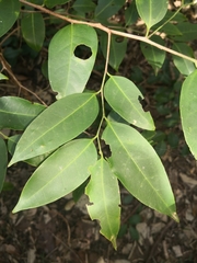 Celtis paniculata
