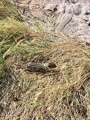 Ictidomys tridecemlineatus