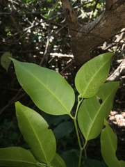 Celtis paniculata