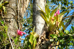 Aechmea mariae-reginae