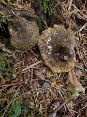 Lactarius olivaceoumbrinus