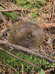 Lactarius olivaceoumbrinus