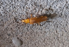 Chauliognathus cinguliventris