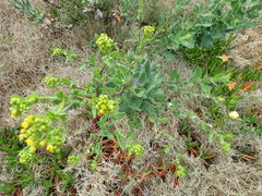 Senecio subcanescens