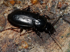 Pterostichus adstrictus