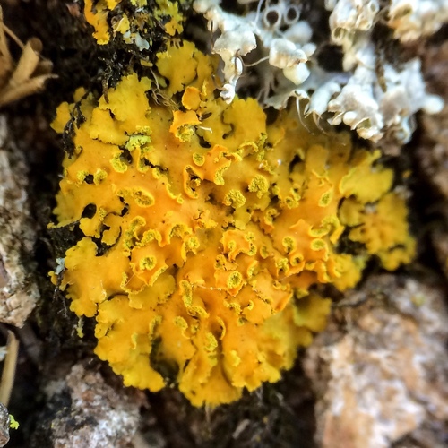 Hooded Sunburst Lichen